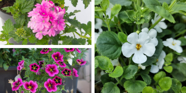 Kwekerij Souman | Anemoon | Bloemenmengsel | Plantenbak