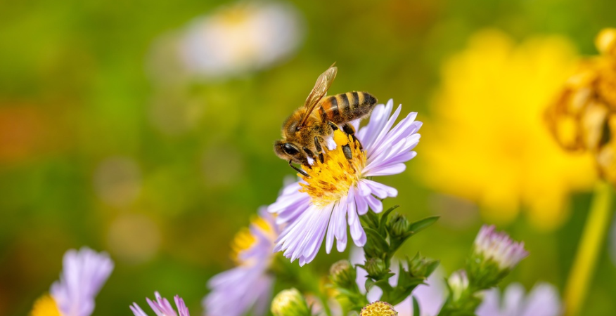 Kwekerij Souman | Bij- en vlindervriendelijke tuinplanten