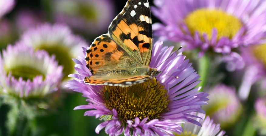 Kwekerij Souman | Bij- en vlindervriendelijke tuinplanten
