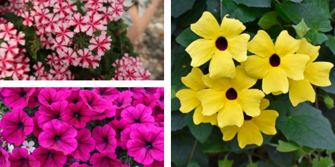 Kwekerij Souman | Amethist | Plantenbak | Bloemenmengsel