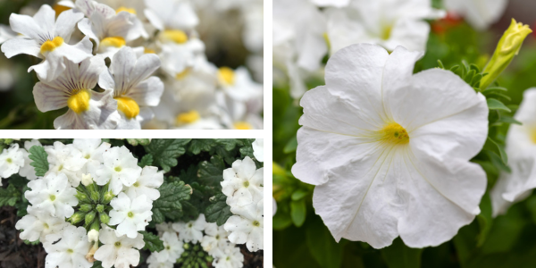 Kwekerij Souman | Ivoor | Plantenbak | Bloemenmengsel