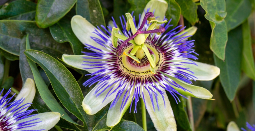 Kwekerij Souman | Klimplanten