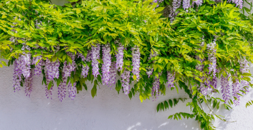 Kwekerij Souman | Klimplanten