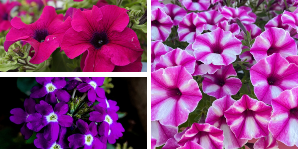 Kwekerij Souman | Koraal | Plantenbak | Bloemenmengsel