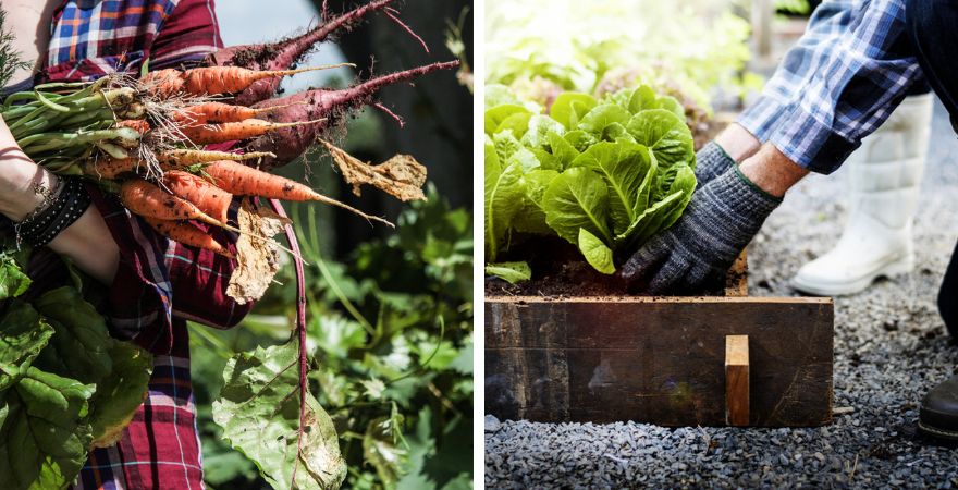 Kwekerij Souman | Moestuin | Oogsten en zaaien in juli en augustus