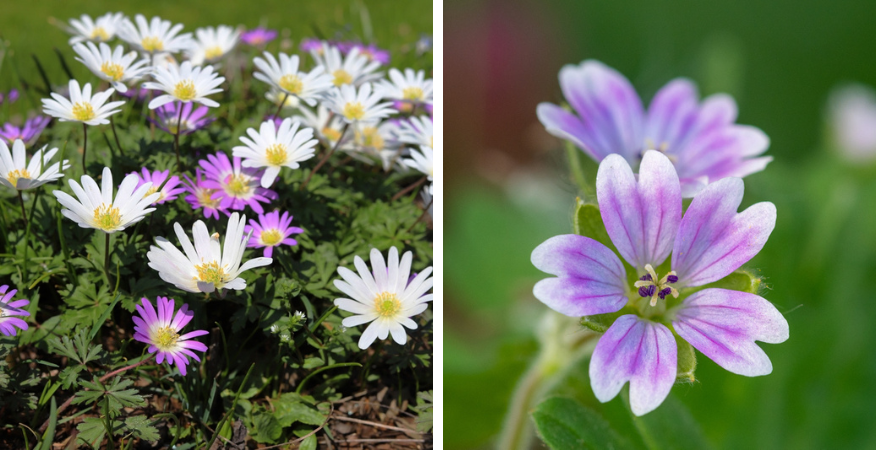 Kwekerij Souman | Vaste planten