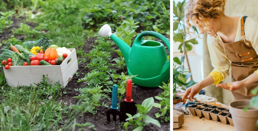 Kwekerij Souman | Moestuin | Oogsten en zaaien in juli en augustus