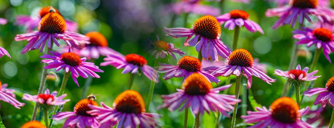 Kwekerij Souman | De mooiste nazomerbloeiers voor in de tuin