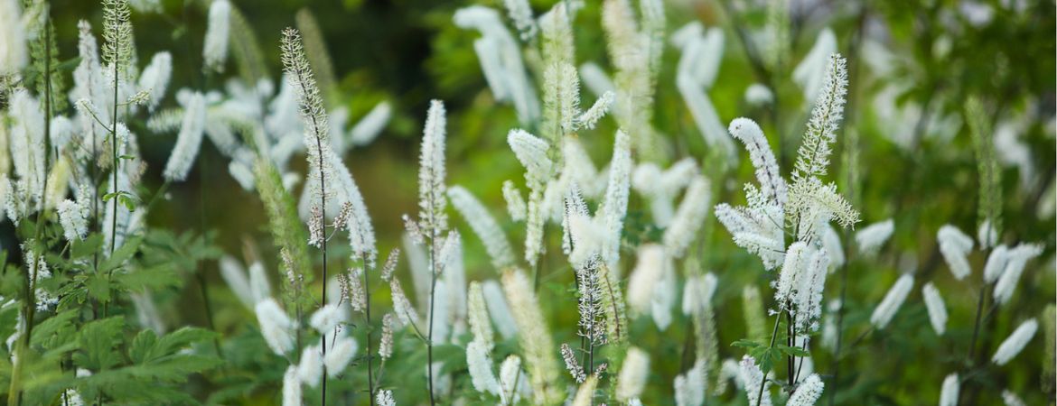 Kwekerij Souman | De mooiste nazomerbloeiers voor in de tuin