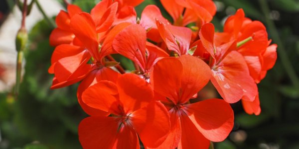 Kwekerij Souman | Oostenrijker rood | Plantenbak | Bloemenmengsel