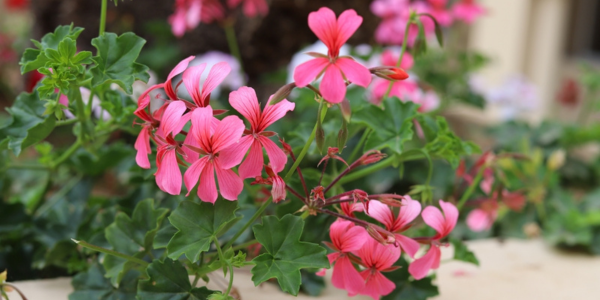 Kwekerij Souman | Oostenrijker rose | Plantenbak | Bloemenmengsel