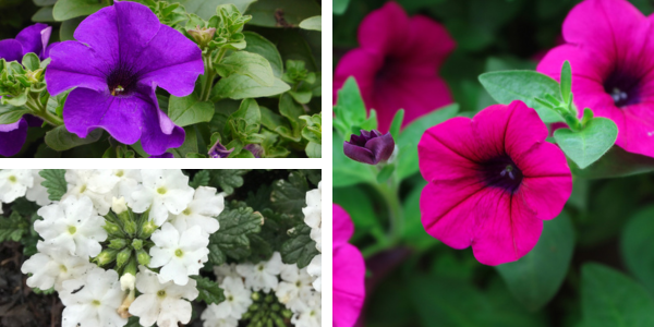Kwekerij Souman | Opaal | Plantenbak | Bloemenmengsel
