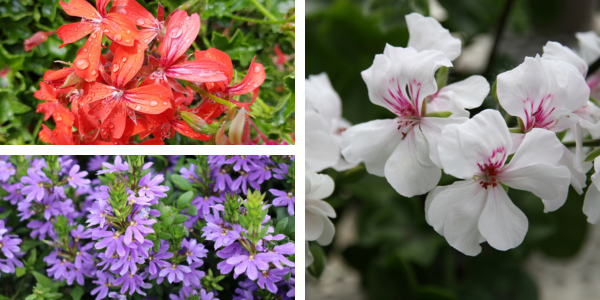 Kwekerij Souman | Orkaan | Plantenbak | Bloemenmengsel