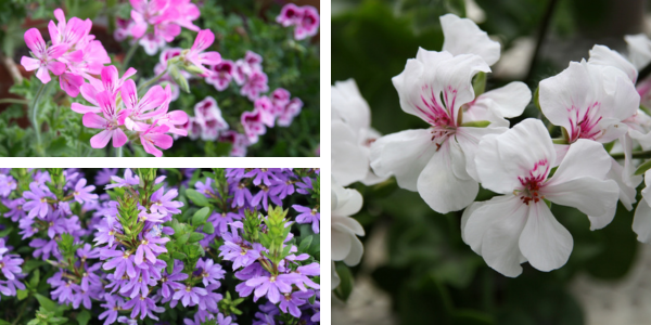 Kwekerij Souman | Orkaan rose | Plantenbak | Bloemenmengsel