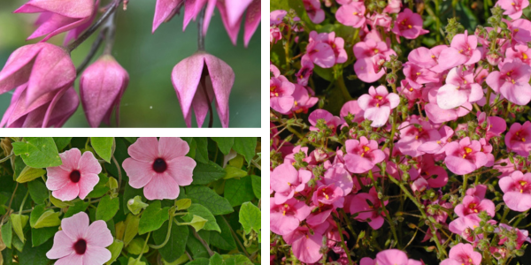 Kwekerij Souman | Rhodoniet | Plantenbak | Bloemenmengsel