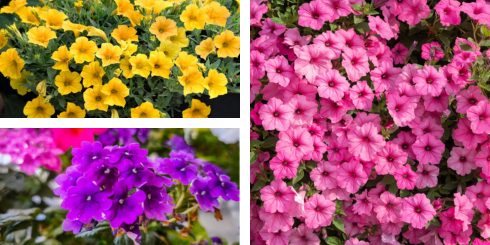 Kwekerij Souman | Amethist | Plantenbak | Bloemenmengsel Kwekerij Souman | Amethist | Plantenbak | Bloemenmengsel