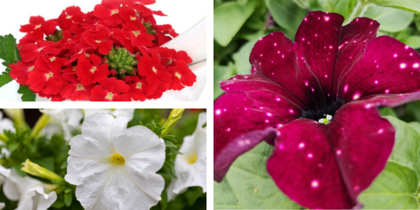 Kwekerij Souman | Vuurduin | Plantenbak | Bloemenmengsel