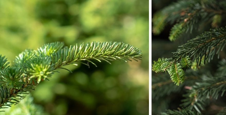 Kwekerij Souman | Hattem | Kerstbomen | Kerstboom kopen