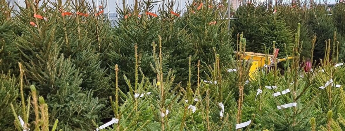 Bestel nu een kerstboom!