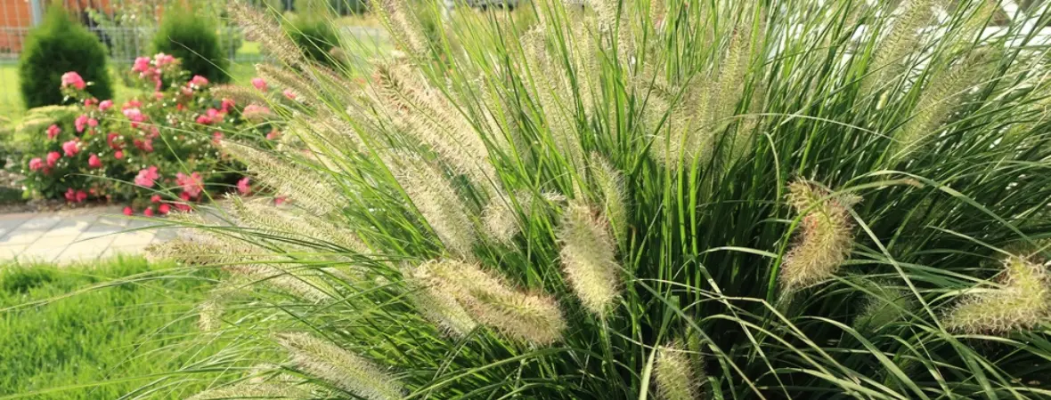 Populaire siergrassen