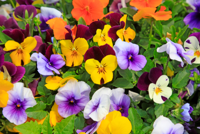 7 tips voor viooltjes in de tuin