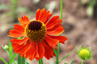 De mooiste nazomerbloeiers voor in de tuin