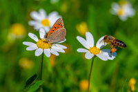 Duurzame tips voor een bij-vriendelijk tuin