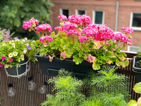 Geraniums: Kleurrijke parels die uw tuin laten stralen!