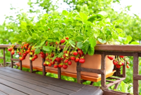 Juli en augustus: oogsten en zaaien in de moestuin