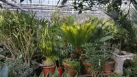 Kuipplanten laten overwinteren in ons plantenhotel
