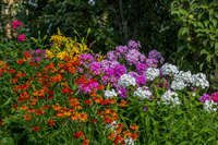 Populaire tuinplanten van het moment