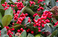 Skimmia - De Herfstplant van het Moment