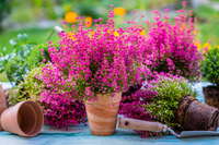 Tuintips voor september