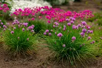 Zon op uw bol: planten die tegen droogte kunnen