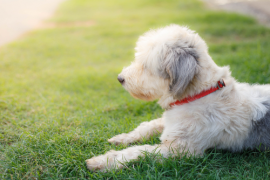 Honden en katten