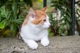 Honden en katten