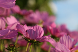 Tuinplanten