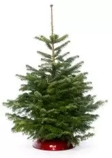 Abies Nordmannina 125-150