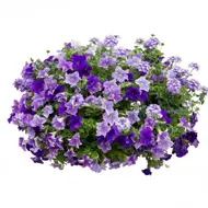 Amethist venezia 80 cm zonder bak