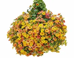 Autumn venezia 60 cm - afbeelding 1