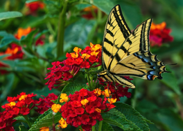 Bij- en vlindervriendelijke tuinplanten