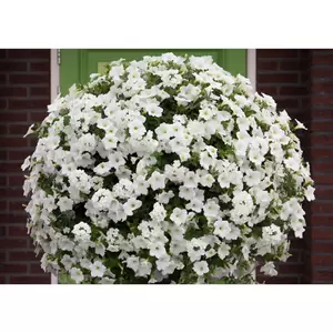 Ivoor Venezia 100 cm