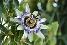 Klimplanten