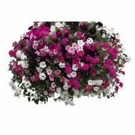 Koraal aqua top 40 cm - afbeelding 1