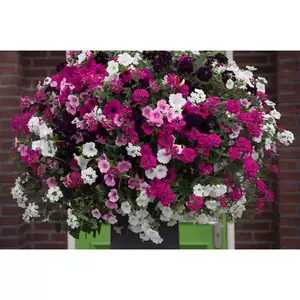 Koraal venezia 80 cm