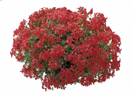 Oostenrijker rood venezia 60 cm - afbeelding 1