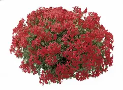 Oostenrijker rood venezia 80 cm - afbeelding 1