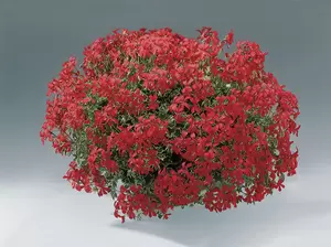 Oostenrijker rood venezia 80 cm