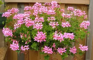 Oostenrijker rose aqua top 40