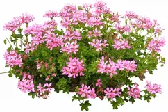 Oostenrijker rose venezia 80 cm - afbeelding 1